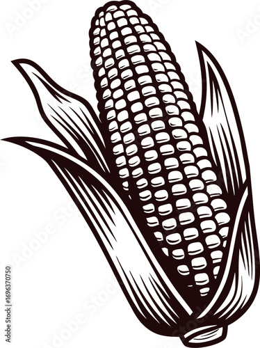 Hand drawn illustration of an ear of corn with husk in vintage engraving on white background