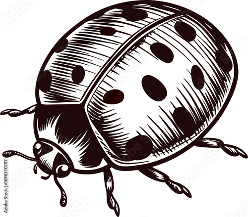 Detailed engraved illustration of a ladybug with black spots and legs in vintage hand drawn