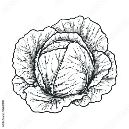 Cabbage illustration for recipe books and culinary design purposes. Vector hand drawn illustration