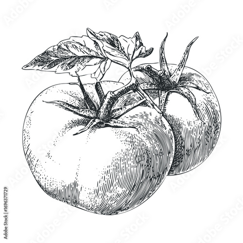 Fresh ripe tomatoes with green leaves for culinary uses. Vector hand drawn illustration