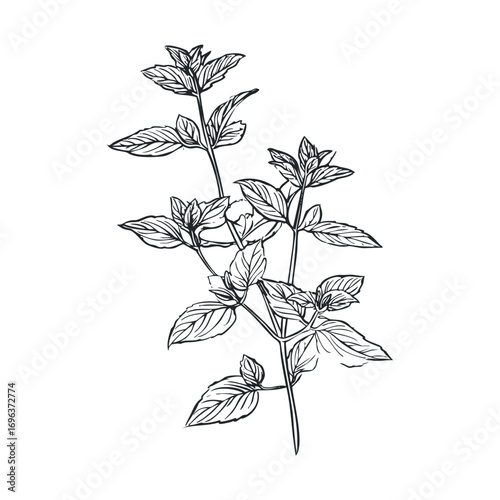 Fresh mint leaves arrangement for culinary use in recipes. Vector hand drawn illustration