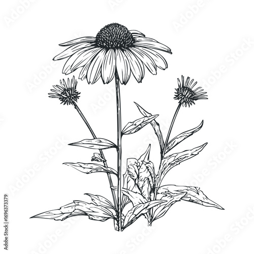 Elegant botanical sketch of echinacea flowers for nature enthusiasts. Vector hand drawn illustration