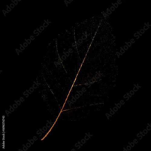 Close-up of a delicate leaf illuminated against a dark background showcasing its intricate vein patterns