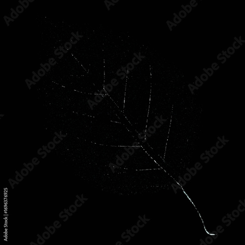 Leaf silhouette showcasing intricate vein patterns under backlight in a dark setting