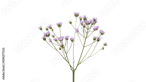 Delicate Pale Pink Gypsophila Flowers on Transparent Background