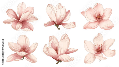 Six Delicate Pink Magnolia Blossoms Botanical Illustration Set
