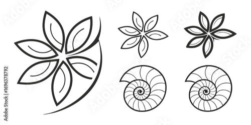 Abstract Floral and Nautilus Shell Designs