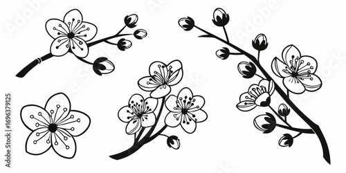 Black and White Cherry Blossom Branch Illustrations