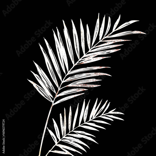 Elegant white palm leaves against a black background create a striking contrast in this minimalist botanical composition