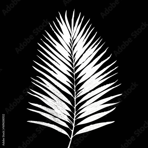White fern leaf displayed against a black background creates a striking visual contrast, highlighting natural beauty and intricate details