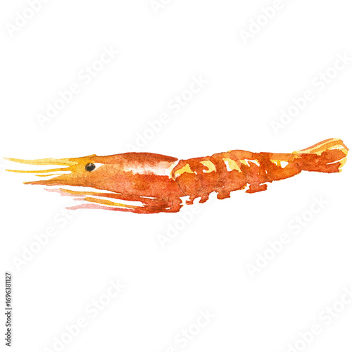 Watercolor painted shrimps. Hand drawn fresh seafood design elem