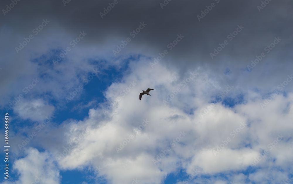 Obraz premium A seagull soars high in the sky backdrop of clouds