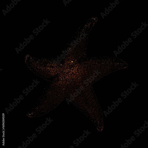Unique view of a starfish displaying intricate patterns against a dark background in a marine environment