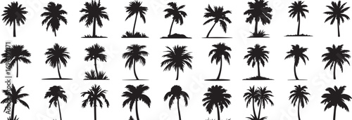 Palm Tree and Coconut Silhouette Vector – Tropical Beach, Summer Holiday, and Exotic Nature Illustration
