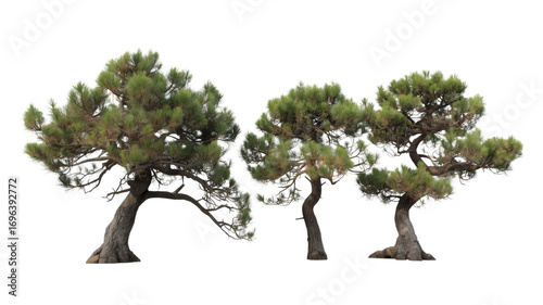 Three Majestic Pine Trees Isolated on Transparent Background