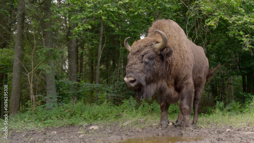 Wallpaper Mural European bison wild animal in forest, Bison bonasus Torontodigital.ca