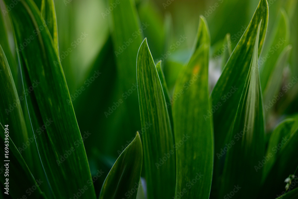 Fototapeta premium Close-up of a dense green plant with long narrow leaves.