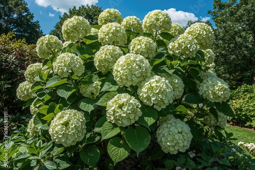 Blooming paniculate hydrangea cultivar 'Limelight' (Hydrangea paniculata)