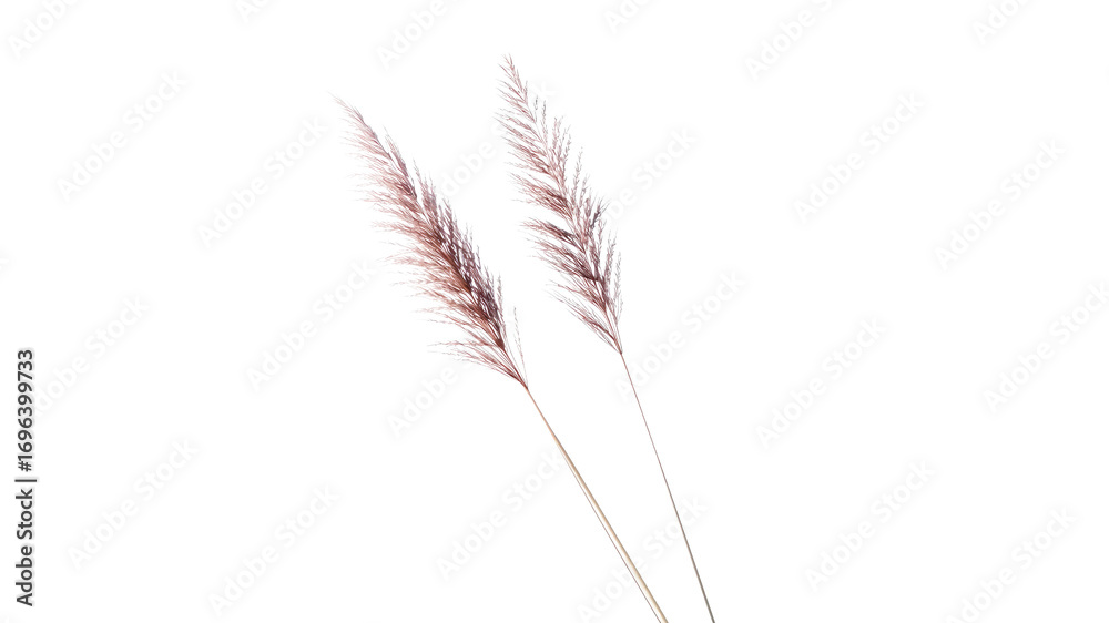 Fototapeta premium Elegant Pampas Grass Duo on Transparent Background