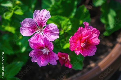 Flowers of Geranium in Full Bloom