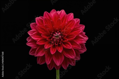 Dahlia bloom set against a ...