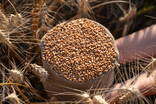 Hands holding a bag of wheat in a golden field. Close-up of hands holding a bag of wheat grain in a field, symbolizing work, harvest, and abundance