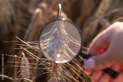 Φωτογραφία Hand with a magnifying glass near a wheat spikelet in a field