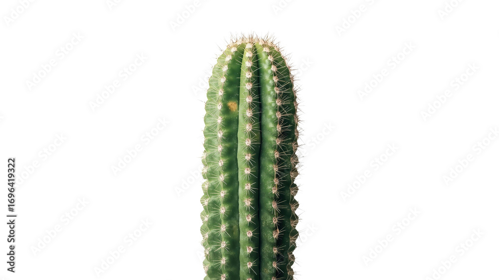 Naklejka premium Close-up of a Cereus Cactus Against a Transparent Background