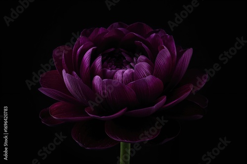 Deep purple blossom against...