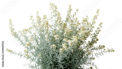 Silver Dust Bush (Anaphalis) in Full Bloom - Detailed Close-up