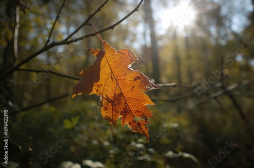 Detailed View of a Fall Lea...