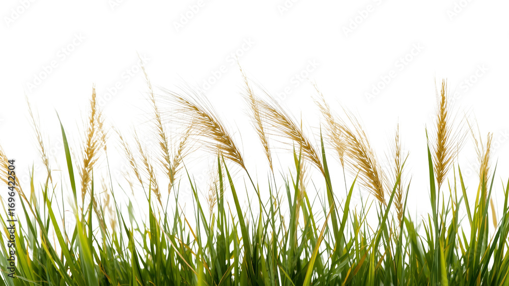 Fototapeta premium Pampas Grass in the Wind Lush Green Blades and Feathery Seed Heads