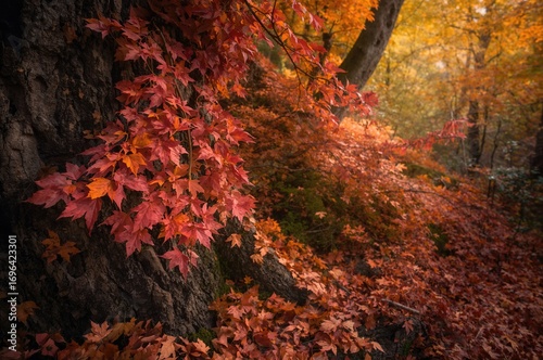 Vibrant foliage decorating ...