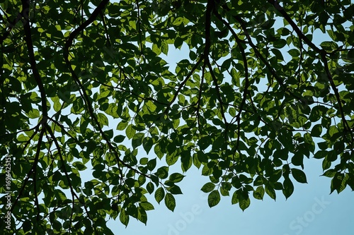 Detailed view of foliage on...