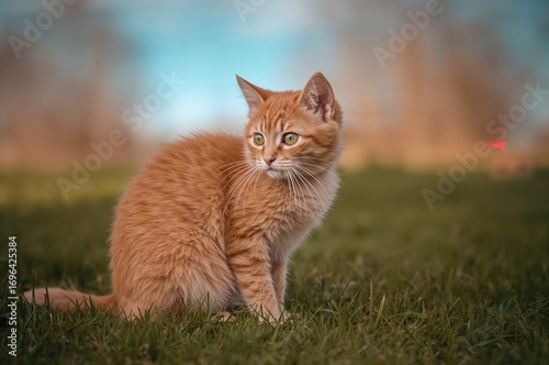 Adorable orange feline rest...