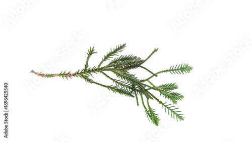 Feathery Aquatic Plant Myriophyllum on White Background