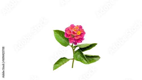 Vibrant Pink and Yellow Flower on White Background