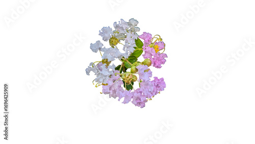 The wallflowers bloom gently