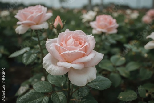 Detailed View of a Gorgeous...