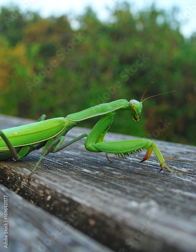 Close-up of vibrant green mantis on weathered wooden planks.  Blurred background of foliage