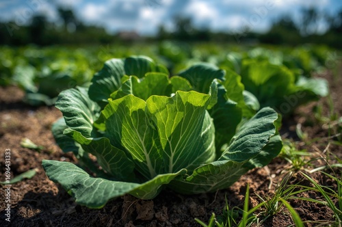 Detailed view of healthy gr...
