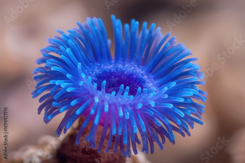 Detailed Shot of a Blue Cro...