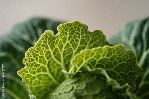 Detailed View of a Cabbage ...