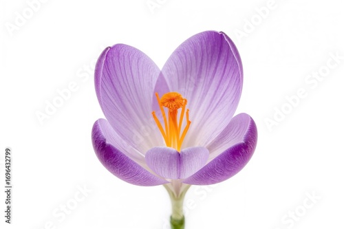Saffron and crocus blossom ...
