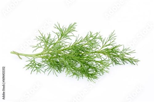 Fresh dill sprigs isolated ...
