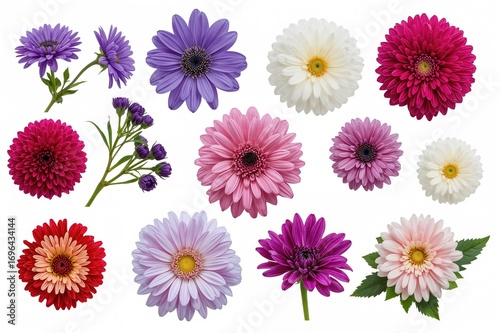 Assortment of blossoms set against a white backdrop