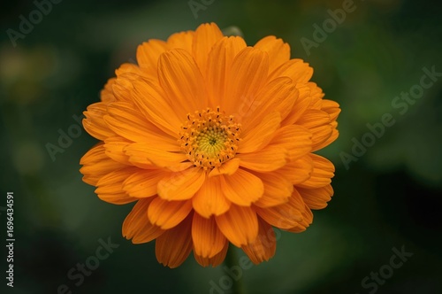 Detailed View of a Vibrant ...