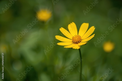 Detailed view of a bright y...