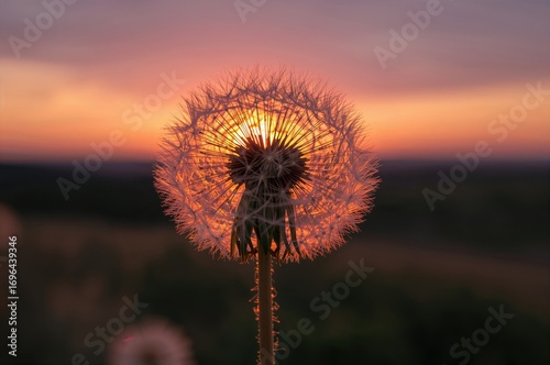 Sunset backdrop featuring a...
