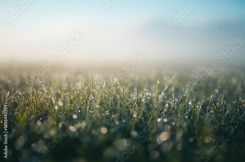 Moist blades of grass in th...